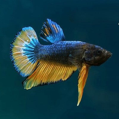 Betta splendens Betta plakat mustard