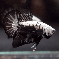 Betta splendens black samurai plakat M