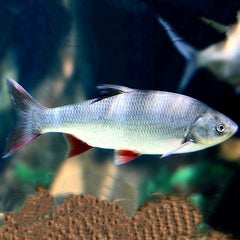 Leuciscus idus Blauwe winde 10-12
