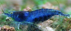 Neocaridina sp. Blue cherry shrimp