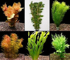 Plantenpakket Assortiment bundels 50 st.