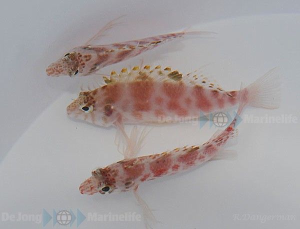 Cirrhitichthys aprinus