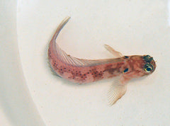 Cirripectes auritus