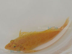 Cirrhitichthys aureus