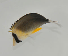 Chaetodon blackburnii