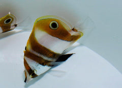 Coradion chrysozonus