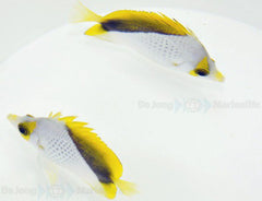 Chaetodon declivis (pair)