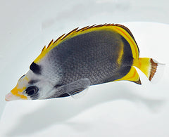 Chaetodon flavirostris