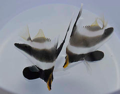 Heniochus chrysostomus