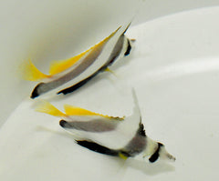 Heniochus diphreutes