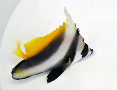 Heniochus singularius