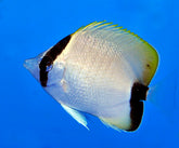 Chaetodon sedentarius