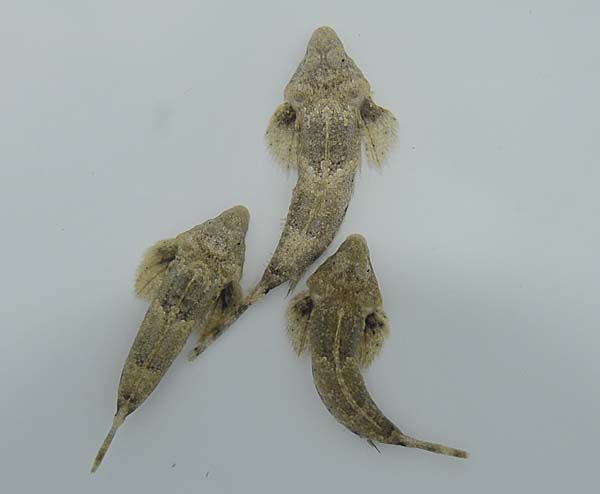 Callionymus spp.
