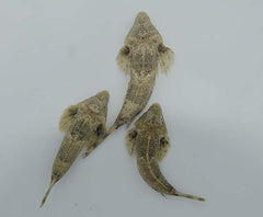 Callionymus spp.