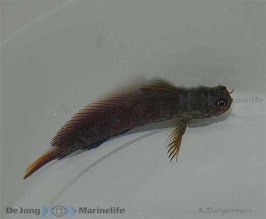 Cirripectes stigmaticus