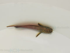 Cirripectes stigmaticus (Pacific)