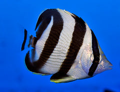 Chaetodon striatus