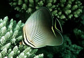 Chaetodon triangulum