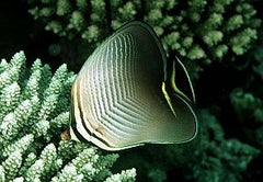 Chaetodon triangulum