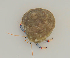 Clibanarius tricolor