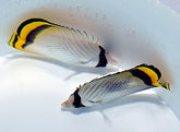 Chaetodon vagabundus