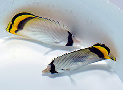 Chaetodon vagabundus
