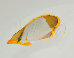 Chaetodon xanthocephalus