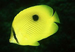 Chaetodon zanzibarensis
