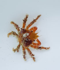 Decorator crab (Caribbean)