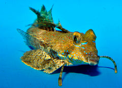 Dactylopus dactylopus