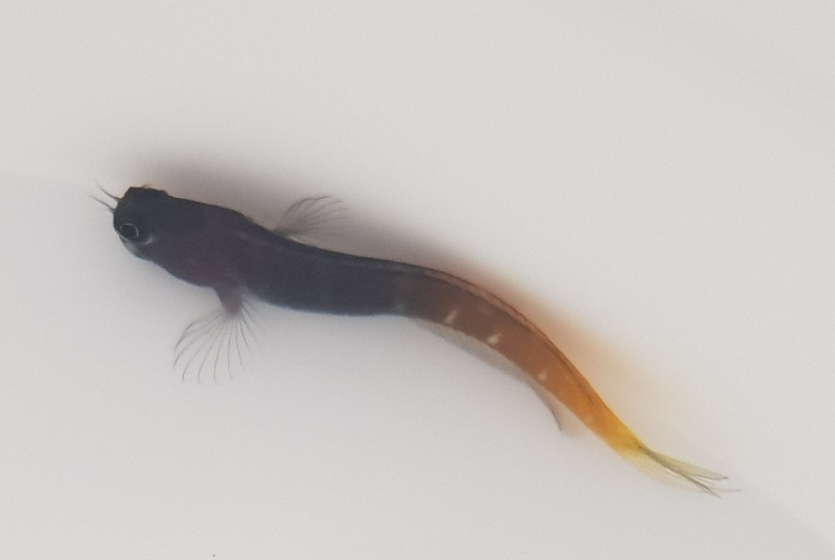 Ecsenius bicolor