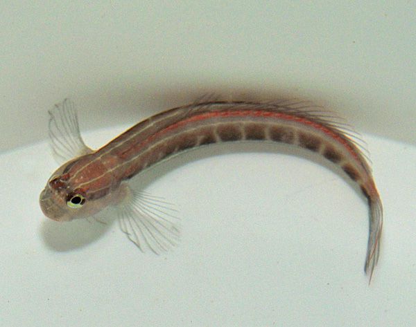 Ecsenius lineatus