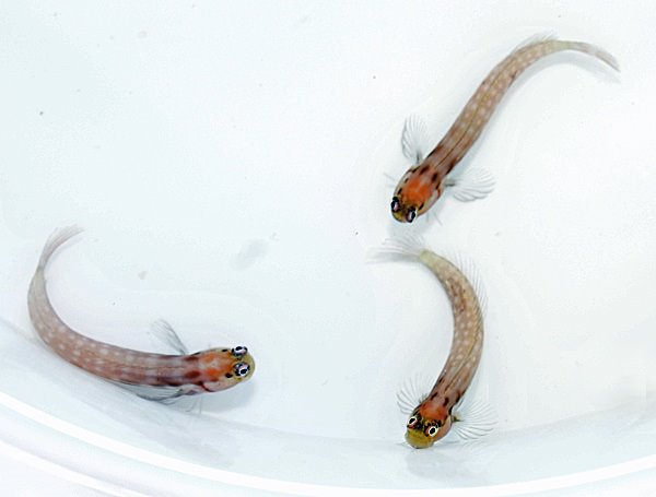 Ecsenius minutus (Maldives)