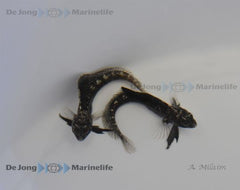 Emblemaria pandionis