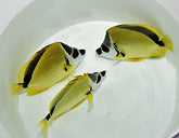 Johnrandallia nigrirostris