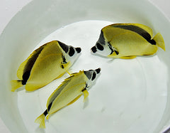 Johnrandallia nigrirostris