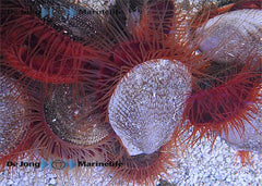 Ctenoides scaber
