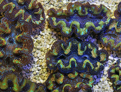 Tridacna Crocea 13cm