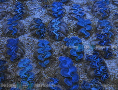Tridacna maxima (Blue) 4cm