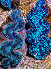 Tridacna maxima (Blue) 12cm