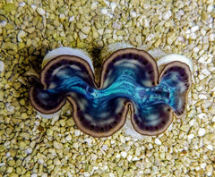 Tridacna maxima (Green) (6cm)