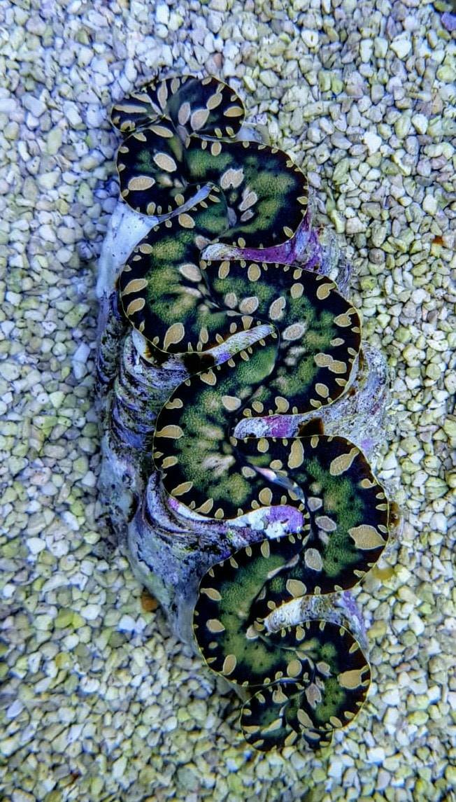 Tridacna maxima (Green) (15cm)