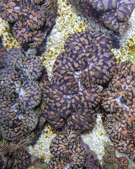 Tridacna maxima (Tear Drop) 4cm