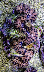 Tridacna maxima (Tear Drop) 15cm