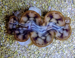 Tridacna maxima (Yellow/Gold) 5cm