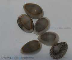 Monetaria annulus