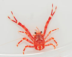 Munida spp.