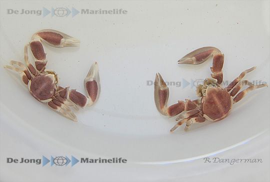 Neopetrolisthes maculatus