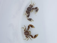 Neopetrolisthes maculatus (Pair)