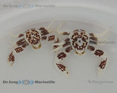 Neopetrolisthes ohshimai